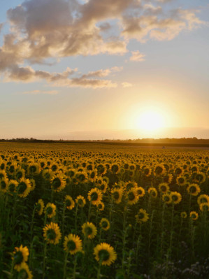 Sembradio de Girasoles